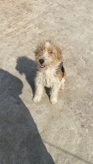 catelusa fox terrier de vanzare 