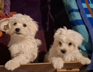 Bichon Maltez 2 Băieți 