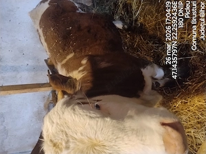 vitel baltata romaneasca - imagine 2