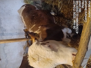 vitel baltata romaneasca - imagine 3