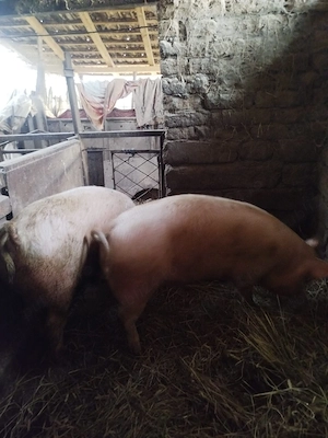 porvi crescuti in gospodarie 