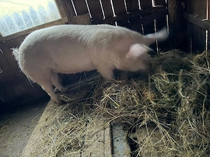 Porc taiat 04.04.2026 - imagine 3