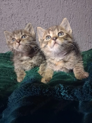 Norvegiana de padure 