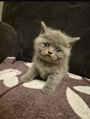 Pisici British short hair