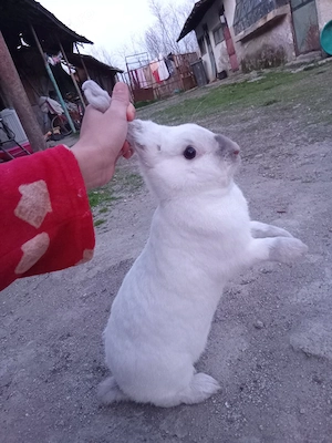 iepuroaică albă - imagine 2