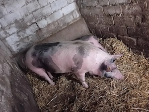 Vand porc  - imagine 2