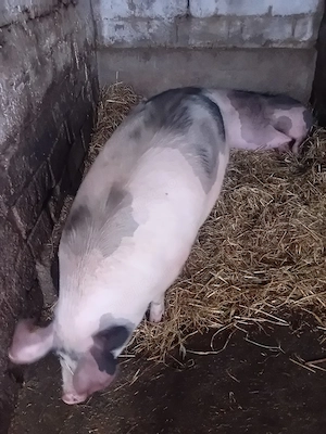 Vand porc  - imagine 4