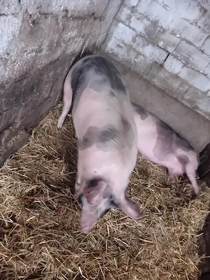 Vand porc  - imagine 3