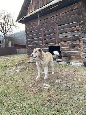 Ciobănesc de Vanzare 