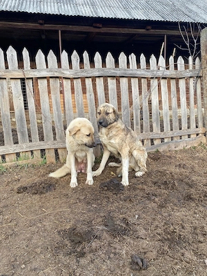 Ciobănesc de Vanzare  - imagine 5