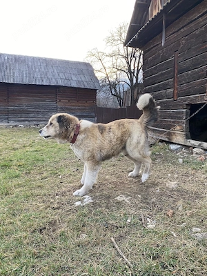 Ciobănesc de Vanzare  - imagine 4