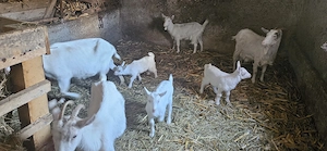 Vand capre  sannen - imagine 2