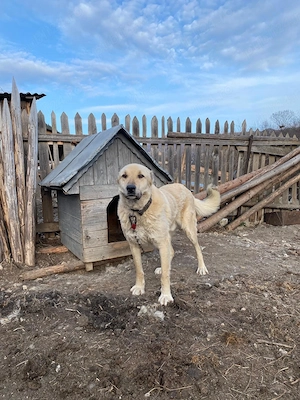 Ciobănesc de Vanzare  - imagine 2