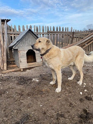 Ciobănesc de Vanzare  - imagine 3