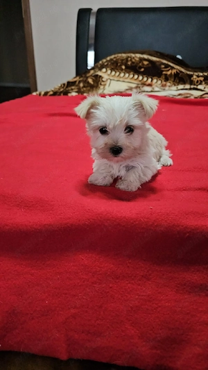 Yorkșhire Terrier Talie Mică  - imagine 5