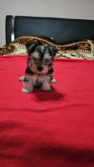 Yorkșhire Terrier Talie Mică  - imagine 3