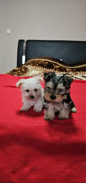 Yorkșhire Terrier Talie Mică  - imagine 4