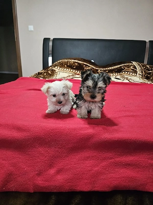 Yorkșhire Terrier Talie Mică  - imagine 2