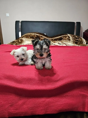 Yorkșhire Terrier Talie Mică 