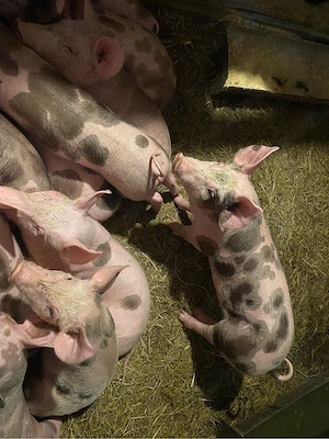 Vând purcei - imagine 3