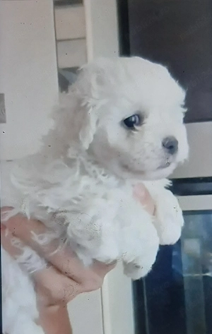 Vand bichon miny toy 6 saptamani
