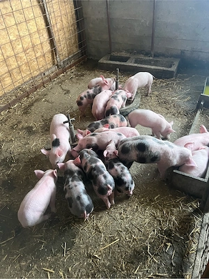 vind purcei intarcati  - imagine 2