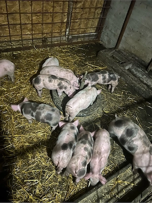 vind purcei intarcati  - imagine 2