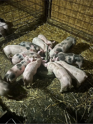 vind purcei intarcati 