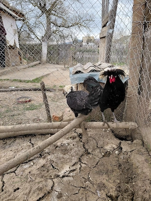 Vând moțate olandeze - imagine 2