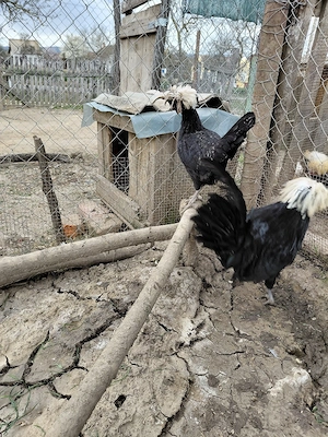 Vând moțate olandeze - imagine 3