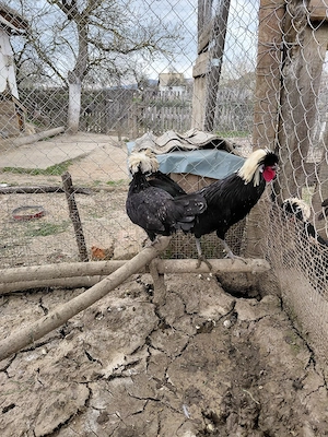 Vând moțate olandeze - imagine 5