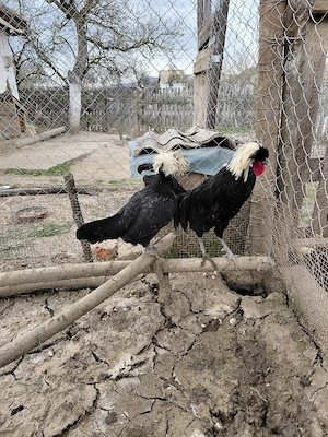 Vând moțate olandeze - imagine 4