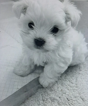 Vand bichonel miny toy 6 saptamani