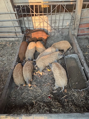 Purcei de Mangalița.