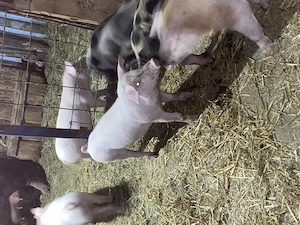 Purcei de vânzare 8 săptămâni  - imagine 5