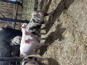 Purcei de vânzare 8 săptămâni  - imagine 4