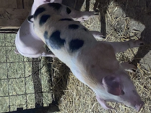 Purcei de vânzare 8 săptămâni  - imagine 3