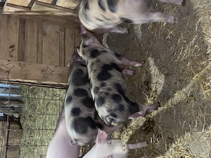 Purcei de vânzare 8 săptămâni 