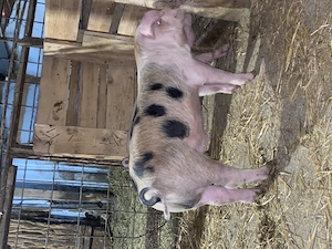 Purcei de vânzare 8 săptămâni  - imagine 2