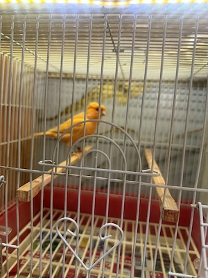 Canari timbrado și de culoare inelați masculi la furie tineri  - imagine 5