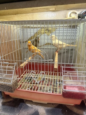 Canari timbrado și de culoare inelați masculi la furie tineri 