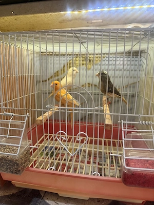 Canari timbrado și de culoare inelați masculi la furie tineri  - imagine 3