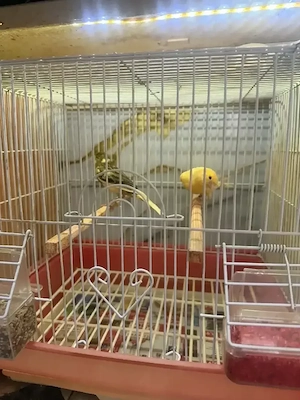 Canari timbrado și de culoare inelați masculi la furie tineri  - imagine 4