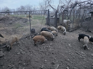 Vând purcei Mangalita 30 kg - imagine 4