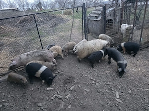 Vând purcei Mangalita 30 kg - imagine 3