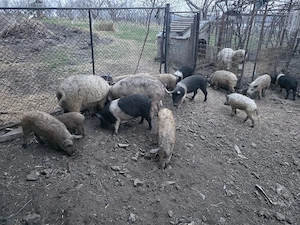 Vând purcei Mangalita 30 kg - imagine 2