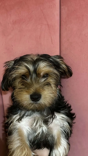 Pui yorkshire