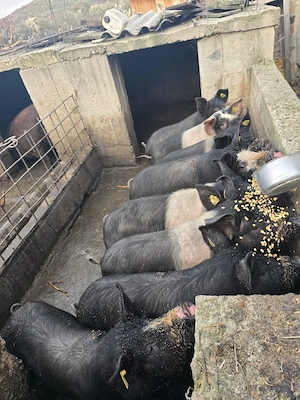 vand porci Petrean si Mangalita