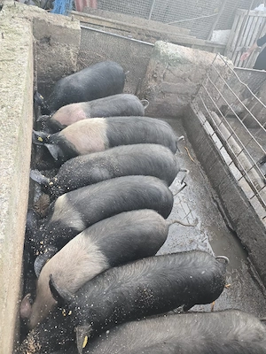 vand porci Petrean si Mangalita - imagine 5