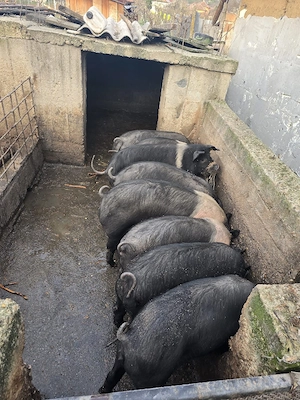 vand porci Petrean si Mangalita - imagine 3